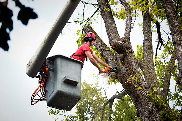 Dead Tree Removal in Homestead, PA